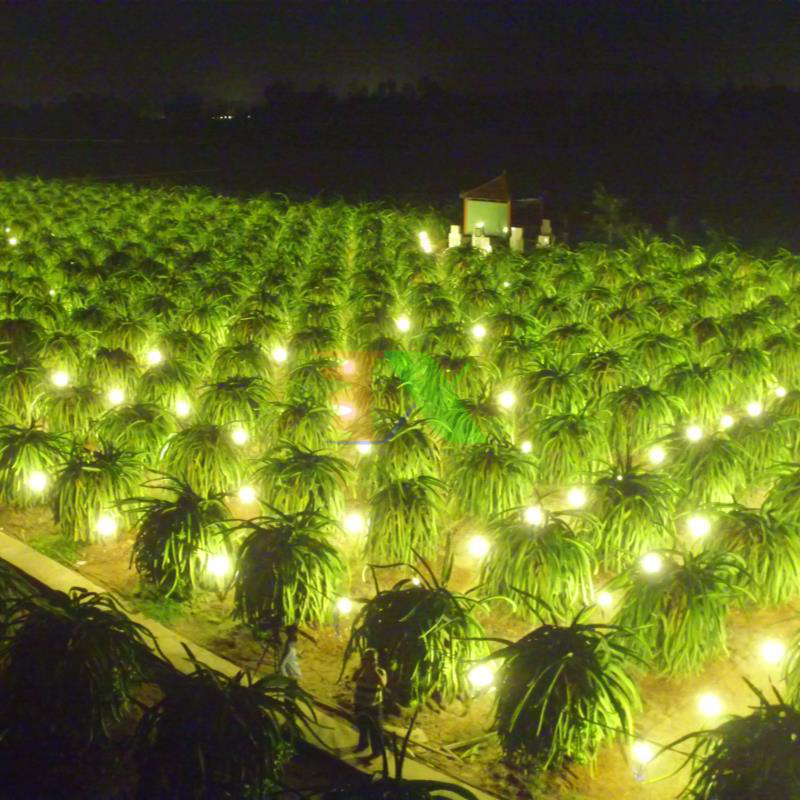 Giải pháp cho ngành nông nghiệp chiếu sáng vườn Thanh Long